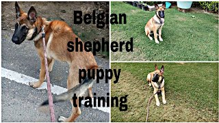 Guard dog breed Belgian shepherd puppy training [upl. by Petrine]