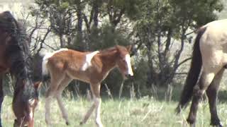 Wild Horse Stallion Protects Mares and Foal [upl. by Enoed]