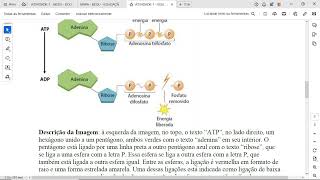 O ATP Adenosina Trifosfato é descrito como uma “moeda energética” por ser a molécula que fornece [upl. by Nnylyam]