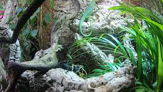 Feeding my Varanus prasinus green tree monitor [upl. by Zeeba]