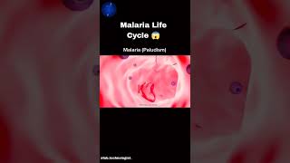 malaria life cycle malaria bacteria [upl. by Eatnuahc]