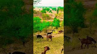 cg automobile cgstautsnewcgsong animals cgree musicsong music cowmusic song video [upl. by Orutra]