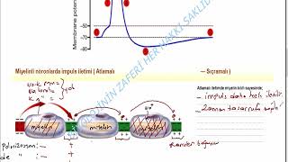 Nöronda impuls iletimi   Sinir Sistemi [upl. by Lusa]