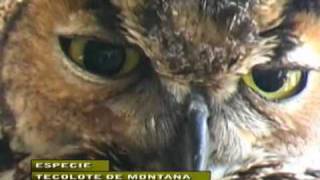 🦉 TECOLOTE DE MONTAÑA │Aves rapaces nocturnas │Strigidae México El Salvador Guatemala y Hondura [upl. by Vittorio]