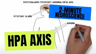 2Minute Neuroscience HPA Axis [upl. by Shien843]