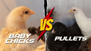 Baby Chicks vs Pullets 5 Things You Must Know [upl. by Pallaten]