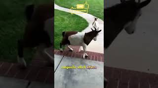 Myotonia Congenita  The Fainting goat [upl. by Evanne798]