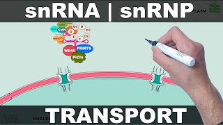 Transport of snRNA and snRNP [upl. by Eirene]