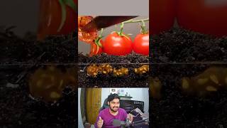 Growing Tomato From Seed Time Lapse 🍅 shorts [upl. by Sonya]