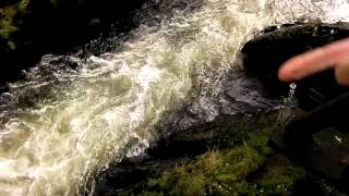 Creek Street Ketchikan Salmon and Seal Run [upl. by Australia]