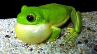 Orange Eyed Green Tree Frog Amazing Abs workout Springbrook QLD [upl. by Weber]