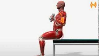 Exercise Videos Hammer Curl  Seated [upl. by Attinahs]