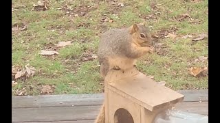 A brief moment with Squirrels [upl. by Nirac635]