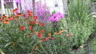 Propagating Catmint or Nepeta [upl. by Stedt]