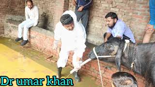 Impaction of rumen in buffalo lगौबर के बन्द का इलाज। Dr umar khan [upl. by Manly435]