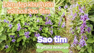 Hoa Sao Tím Asystasia nemorum  Biểu Tượng Của Sự Thanh Khiết Và Sức Sống Bền Bỉ [upl. by Talanta]