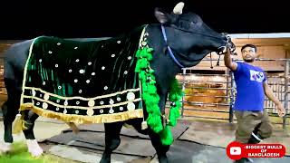 Biggest Holstein Friesian Bull [upl. by Noswal]