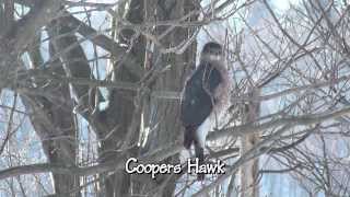 Coopers and Sharp shinned Hawks and other birds [upl. by Suirrad]