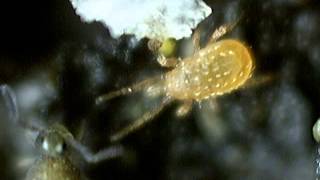 Mesostigmata vs collembola sminthuridae [upl. by Kcirddot]