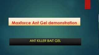 Maxforce Ant Gel demonstration [upl. by Marlowe]