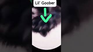 So funny lil gobber [upl. by Bounds]