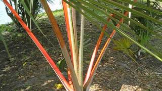 Latania lontaroides Red Latan palm in group planting [upl. by Hamnet929]