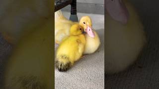 Muscovy Ducklings Hope And Lucky Napping At The Pond [upl. by Derrej]