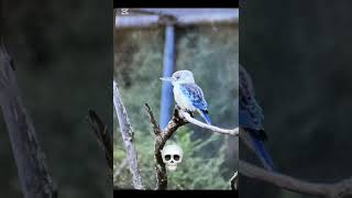 Kookaburra kookaburra australianbirds animalphotographer birds photographer live4photography [upl. by Maximo103]