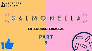 SALMONELLA  PART 5  MICROBIOLOGY [upl. by Presber866]