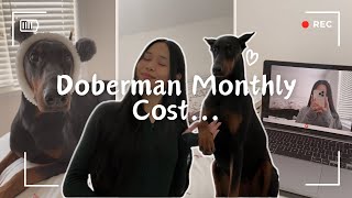 How Much I Spend On My Doberman  Monthly Food Cost Breakdown [upl. by Bohlin]