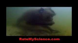 Crabeating macaque with amphibious skill Rate My Science [upl. by Eissirk]