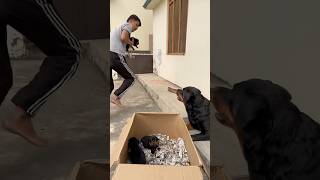 Rottweiler ke puppies le kr bhag gya 😂mother reaction 🥰rottweiler puppy motherlove [upl. by Alah]