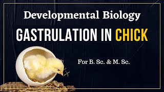 Gastrulation in chick  Developmental Biology [upl. by Demha]