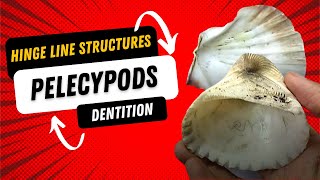 Pelecypoda  Hinge line structure and Dentition  Tooth types and Economic Importance  Paleontology [upl. by Cimbura]