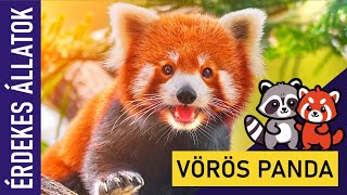 VÖRÖS PANDA  Állatok gyerekeknek  Ismeretterjesztő  Természetfilm  Magyar szókincs bővítése [upl. by Ariaet]