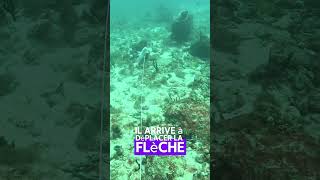 Beau gueule ferrée YouTubeCreatorCommunity chassesousmarine fish shortswithzita pecheur [upl. by Aibara]