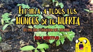 👨‍🌾Cómo Eliminar Definitivamente los HONGOS de todas tus PLANTAS 🤩 OIDIO MILDIU [upl. by Onateyac]