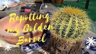 Let us Repot My Golden Barrel Cactus [upl. by Boys]