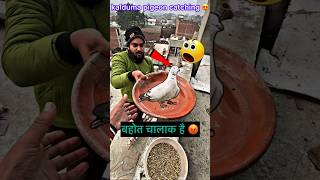 pigeon catching video 👍  pigeontips pigeon kabootar kabootarbazi shorts [upl. by Suivatnom]