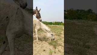 Gadha donkeysfunniestanimalsshortvillagelife [upl. by Jalbert607]