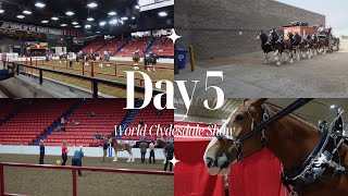 World Clydesdale Show  Day 5 [upl. by Ainahpets949]