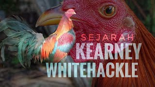 KEARNEY WHITEHACKLE HISTORY [upl. by Hsaniva321]