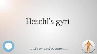 Heschls gyri Anatomy Named After People 🔊 [upl. by Enerod]