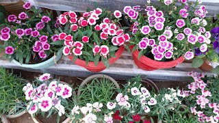 All About Dianthus Flowering Plant 🌸🌸 Dianthus plant की care कैसे करें [upl. by Etem]