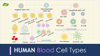 Human Blood Cell Types  Immunology  Basic Science Series [upl. by Hayilaa250]