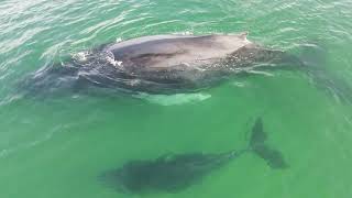 Baja Mexico BCS Drone footage of Gray Whales off the beach December 132 2024 [upl. by Emrich]