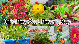 Online flower Seeds Growing amp Flowering Stage with new UpdateOnline seeds flowering stagenp [upl. by Joris]