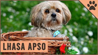 Lhasa Apso  Dog Breed Information [upl. by Silbahc781]