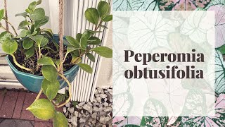 PEPEROMIA OBTUSIFOLIA O BABY RUBBER PLANTGuia de cuidados y propagación [upl. by Pardew]