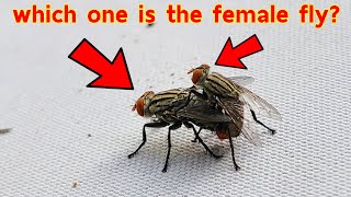 Hello can you tell me which one is the female fly and male fly [upl. by Aryahay62]